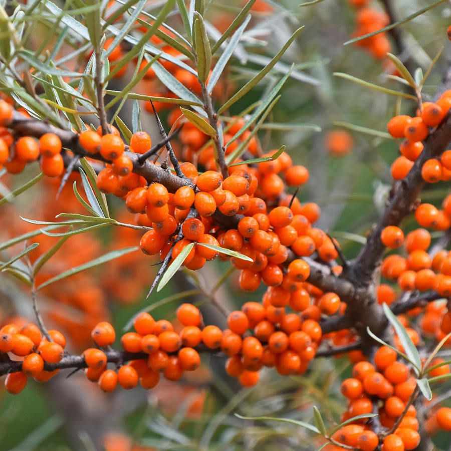 Berry-derived food products