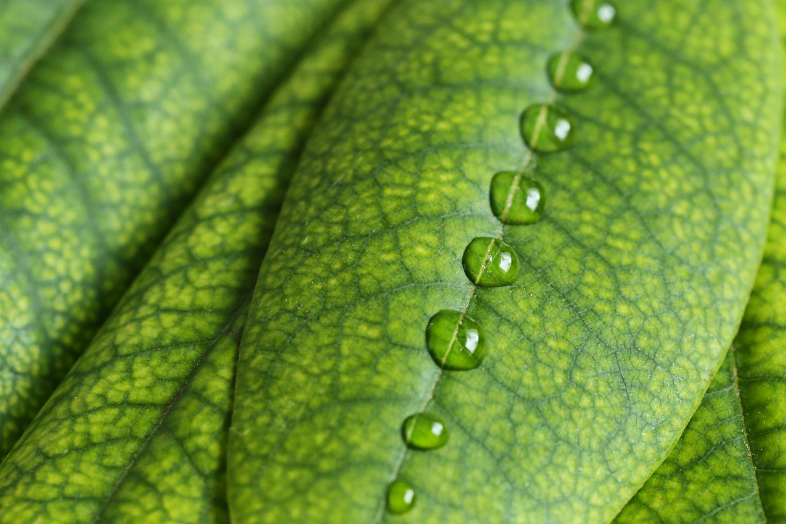 round-drops-water-row-green-leaves-rhododendron-natural-vegan-herbal-cosmetics-concept-min