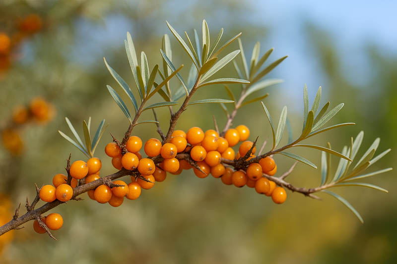 berries